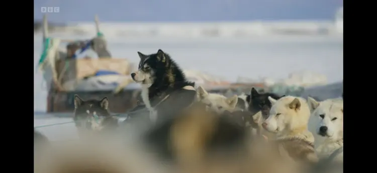 Domestic dog (Canis lupus familiaris) as shown in Frozen Planet II - Our Frozen Planet